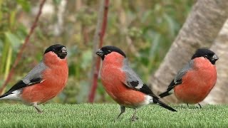 Oiseaux de Jardin  Garden Birds  Hagefugler  Gartenvögel  Tuinvogels  Trädgårdsfåglar [upl. by Schumer]