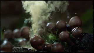 The coolest nature video ever 2012 HD [upl. by Yllet648]