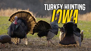 Longbeard FRENZY Right off the Roost  Iowa Turkey Hunting [upl. by Kcaj]