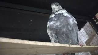 New Lot Avilable Az pigeon Shop Azamgarh up  7007634182highflyierkabootar bird pigeon pigeon [upl. by Slein318]