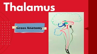 Thalamus   Gross Anatomy of the thalamus  Diencephalon Part 1a [upl. by Cade]