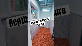 LARGE REPTILE ENCLOSURE SET UP pets reptiles iguana [upl. by Akemhs]