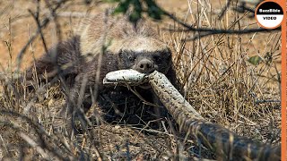 Epic Battle  Honey Badger Face Off The Python [upl. by Placido]