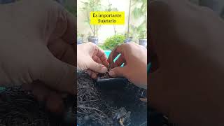 Palo santo bursera graveolens mame transplante bonsai [upl. by Assele]