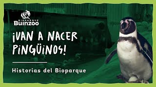 HISTORIAS DE BIOPARQUE  ¡VAN A NACER PINGÜINOS [upl. by Longerich]