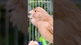 Canary Bird Singing Training [upl. by Luttrell]