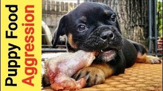 Food Aggression in Puppies amp How I Deal with it [upl. by Nierman]