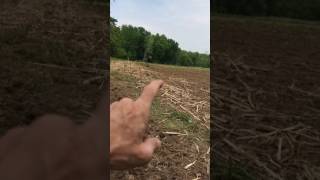 Planting Miscanthus Giganteus [upl. by Shauna]