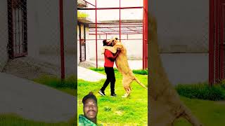 animals lion love song dosti status shorts trending shortsfeed viralvideo youtubeshorts [upl. by Notgnilliw]