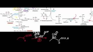 Biochemistry  Catabolism of Methionine amp Threonine to SuccinylSCoA [upl. by Doss]