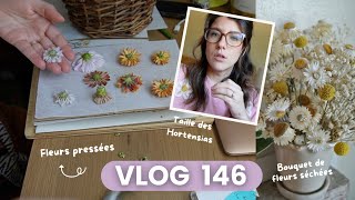 VLOG 146  Taille des hortensias amp Carnet de fleurs pressées [upl. by Habas]