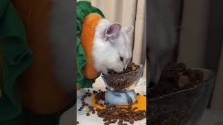 A bunch of gluttons kitten funny funnycat funnypet funnyvideos funnyanimals [upl. by Atsirak192]