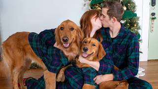 My Dogs Have a Christmas Photoshoot 🎄 [upl. by Leihcar]