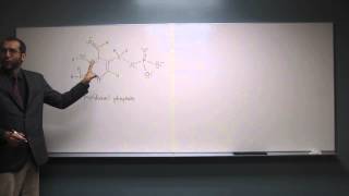 Hybridization of Atoms of Pyridoxal Phosphate 001 [upl. by Sirad426]