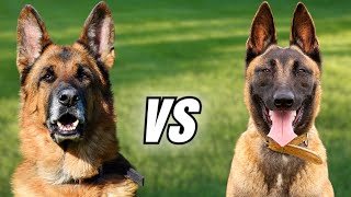 German Shepherd vs Belgian Malinois Which Breed Is Better [upl. by Eiramac]