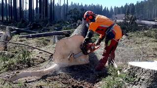 THE BEST WORLDWORK WITH HUSQVARNA 560XP Chainsaw [upl. by Perrie]