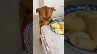 Funny dog funny video episode 97 [upl. by Myrta122]