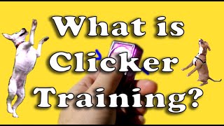 What is Clicker Training [upl. by Venetia364]