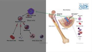 Daunorubicin Liposomes For Leukemia Treatment [upl. by Moira]