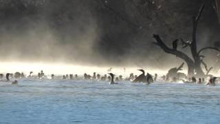 Feeding Frenzy on the Bill Williams River National Wildlife Refuge [upl. by Anaitat]