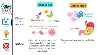 ¿Qué es el Metabolismo 🤔 Explicación del Anabolismo vs Catabolismo en 5 minutos para el ICFES [upl. by Epuladaugairam61]