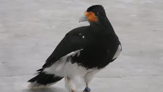 アンデスカラカラ ウルちゃん バードショーの様子です 【掛川花鳥園】Mountain caracara Uruchan Kakegawa Garden [upl. by Zul]