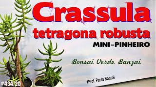 Crassula tetragona 😍 PauloBonsai😍 [upl. by Eemyaj]