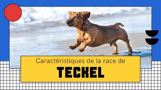 Caractéristiques De La Race De Teckel 🐶 [upl. by Dora]