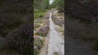 single Trail DK day 13 Summer in DK [upl. by Knowling577]