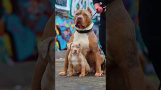 KANGAL SHEPHERD🥵 VS PITBULL DOG FIGHT 👿👹 shorts viral Dog video Doglover542 shortsfeed [upl. by Sigismondo]