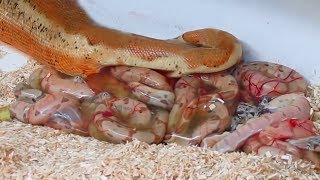 Rosy Boa giving birth to many cute babies live Reptile Story [upl. by Devinne]