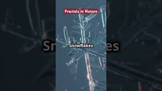 Fractals in nature fractal math maths mathinreallife mathinnature mathtrivia [upl. by Nnairet]