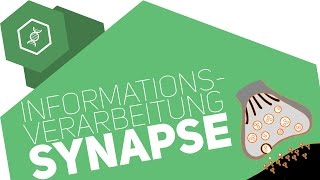 Synapse  Informationsverarbeitung [upl. by Katleen389]