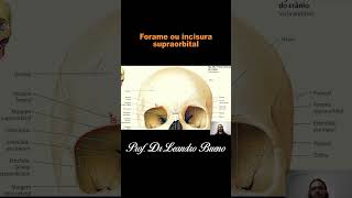 Forame e Incisura supraorbital  Anatomia  Anatomia Humana [upl. by Seroka]