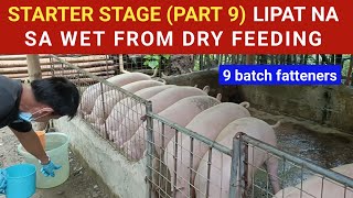 Starter Stage Part 9 Lipat na sa Wet from Dry feeding l Dodong Villaran [upl. by Yecrad]