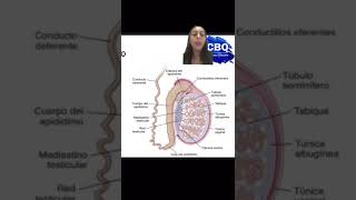 células de sertoli y barrera hematotesticular [upl. by Wolff691]