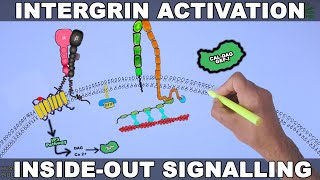 Integrin Activation Signalling  PAR1 Receptor [upl. by Hobey]