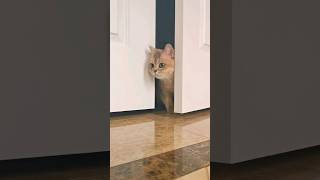 🚪 She only comes out when its safe 🚪 cat cuteanimals cute pets funnycats kitten [upl. by Anul]