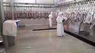 Halal certified slaughterhouse [upl. by Aynodal739]