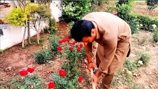 Bring up the soil from under the rose bed your roses will text like this pindi boy gardner [upl. by Wurster]