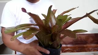 How to propagate bromeliads Dissecting Pup from mother plant [upl. by Roze]