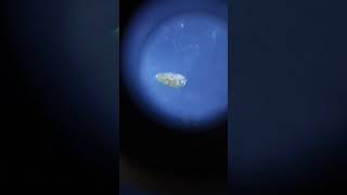 Дафния под микроскопом 4 Water flea in the microscope 4 aquarium [upl. by Ykcul]