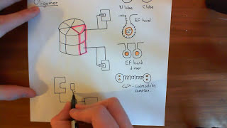 CalciumCalmodulin Dependent Kinase II Part 2 [upl. by Adore]