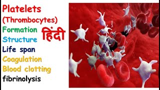 Platelets physiology in hindi  formation  homeostasis  clotting factor  coagulation [upl. by Lamej]