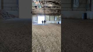 Yggdrasils comeback journey  another clip from training horse epm horsetraining [upl. by Anceline]