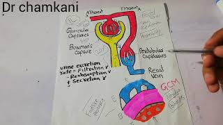 Kidney system 58  Glomerular Capillary Membrane [upl. by Eidson465]