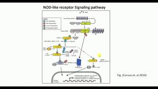 NOD like receptor signaling pathway NOD1NOD2 signaling pathway [upl. by Aisatsan]