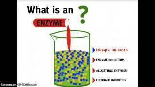 What is an Enzyme [upl. by Sig]