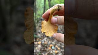 Chanterelle mushroom identification chanterelle mushroom louisiana [upl. by Notniuq]