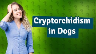 Can a dog live with cryptorchidism [upl. by Bates928]